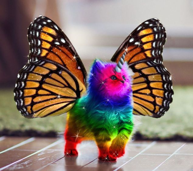rainbow_unicorn_butterfly_kitty